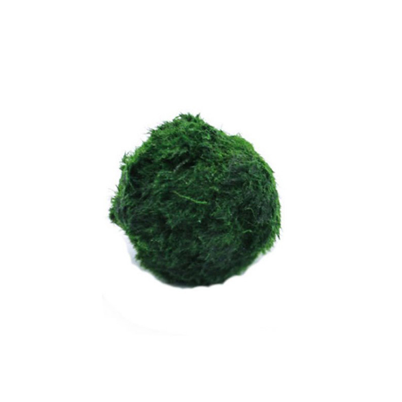 Aquarium Plant Echinodorus - 活体マリモモスボール 3-4cm 緑藻 水槽植物 魚エビ水槽飾り 人工シミュレーション水生装飾