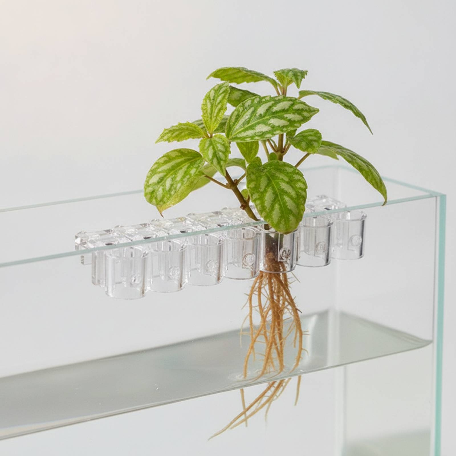 6個入り水槽プランター クリア水耕栽培サポートクリップ ネジ - Aquarium Planted のレビューと価格