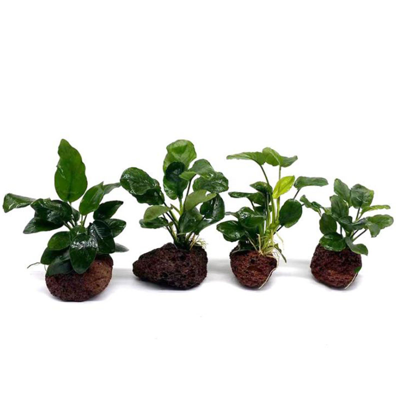 火山水族館の装飾水槽植物固定ポットポルカ水植物鉢植えカップ水 - Aquarium Planted Tank Filter のレビューと価格