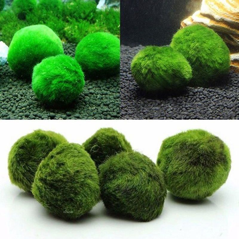 生きている水族館のためのマリモスモスボール、植物クラボ、魚と - Aquarium Plant Echinodorus のレビューと価格