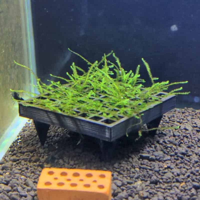水槽用モスケージホルダー、魚タンク用生モス栽培バスケット、エ - Aquarium Plant Echinodorus のレビューと価格