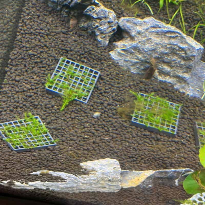水槽用モスケージホルダー、魚タンク用生モス栽培バスケット、エ - Aquarium Plant Echinodorus のレビューと価格