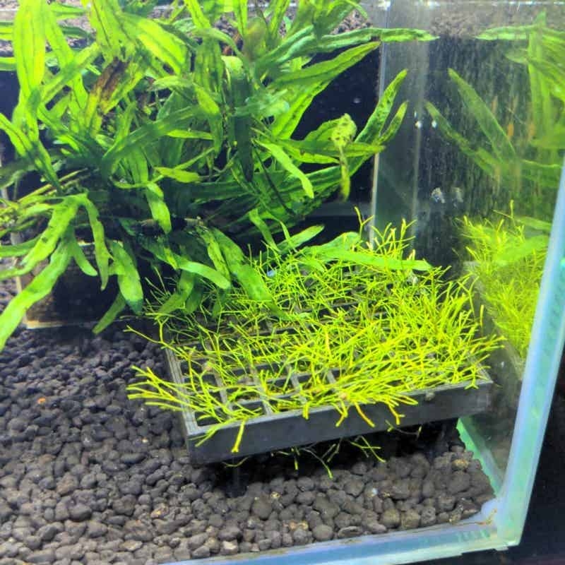 水槽用モスケージホルダー、魚タンク用生モス栽培バスケット、エ - Aquarium Plant Echinodorus のレビューと価格