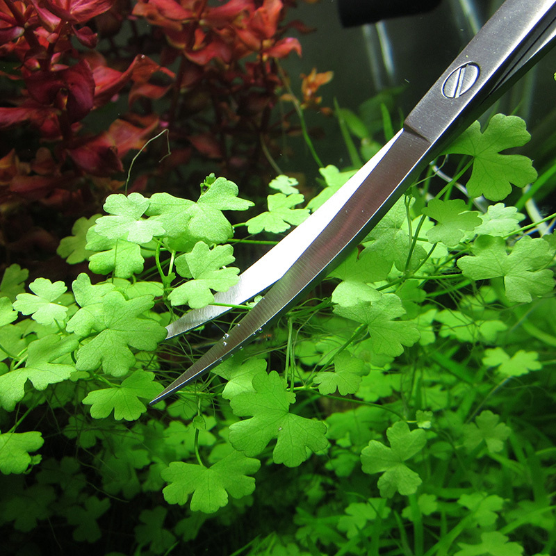 水族館アクセサリーハードステンレス鋼水族館ツールはさみピンセ - Planted Aquarium Maintenance Kit のレビューと価格