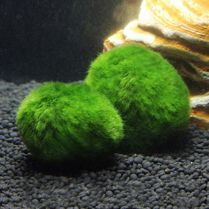 3-4cm マリモモスボール 生きた水槽用植物 緑藻ボール  - Aquarium Plant Echinodorus のレビューと価格
