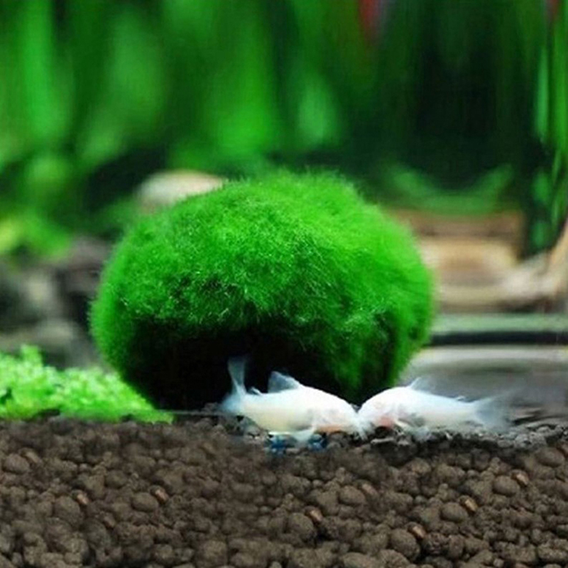 3-4cm マリモモスボール 生きた水槽用植物 緑藻ボール  - Aquarium Plant Echinodorus のレビューと価格
