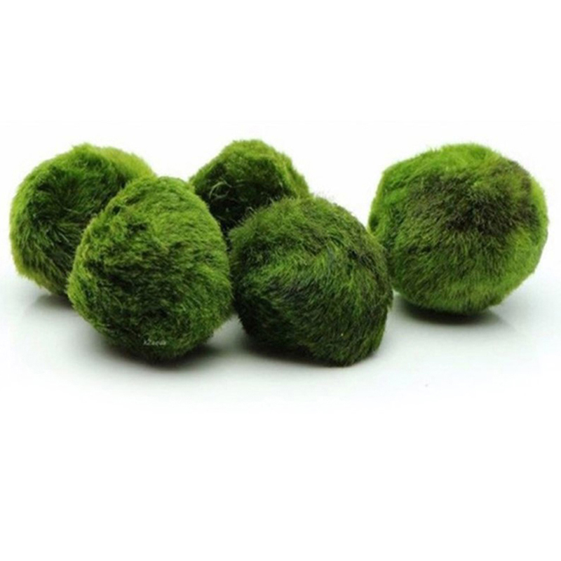 3-4cm マリモモスボール 生きた水槽用植物 緑藻ボール  - Aquarium Plant Echinodorus のレビューと価格