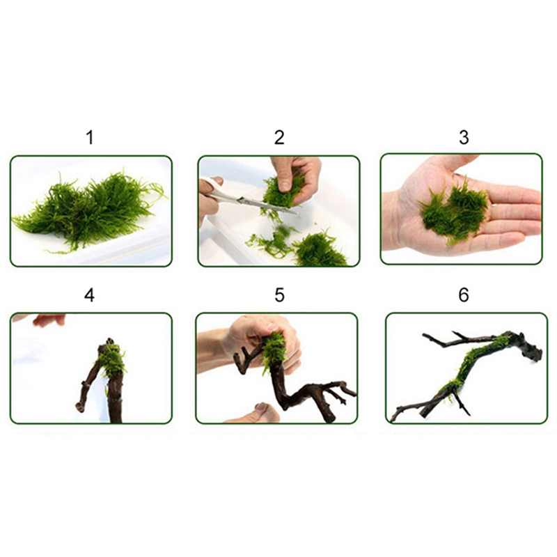 120 メートル DIY モスライン結合ライン超強力透明ナイ - Aquarium Plant Echinodorus のレビューと価格